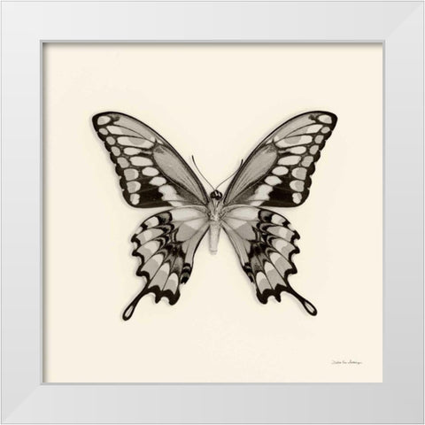 Butterfly VI BW Crop White Modern Wood Framed Art Print by Van Swearingen, Debra