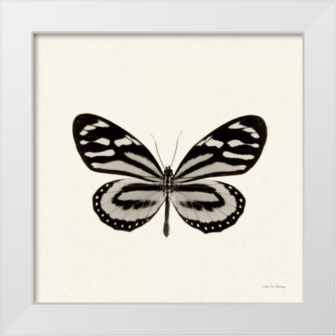 Butterfly VIII BW Crop White Modern Wood Framed Art Print by Van Swearingen, Debra