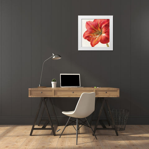 Vivid Amaryllis White Modern Wood Framed Art Print by Nai, Danhui