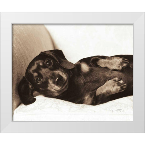 Dachshund Diva White Modern Wood Framed Art Print by Dratfield, Jim