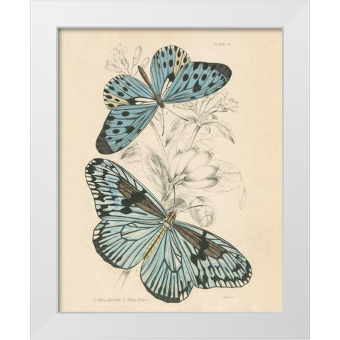 Assortment Butterflies II White Modern Wood Framed Art Print by Wild Apple Portfolio