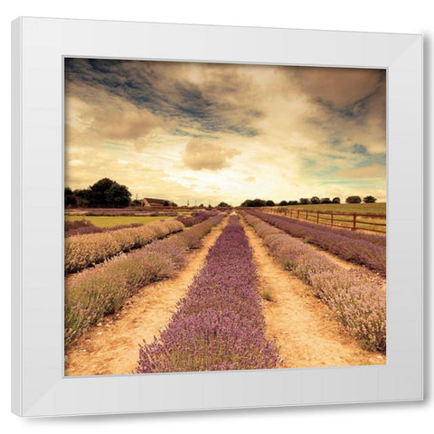 Lavender Fields Forever White Modern Wood Framed Art Print by Bevan, Keri
