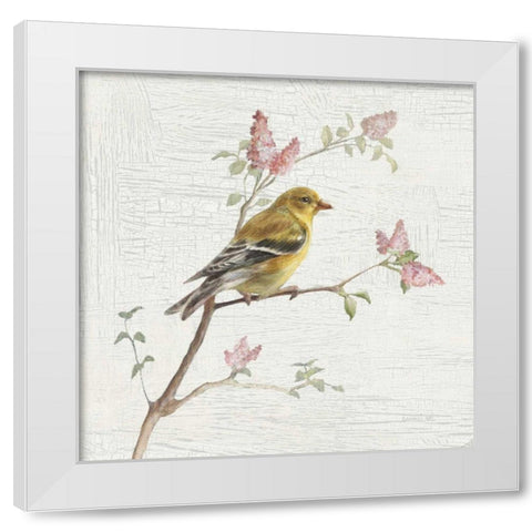 Female Goldfinch Vintage White Modern Wood Framed Art Print by Nai, Danhui