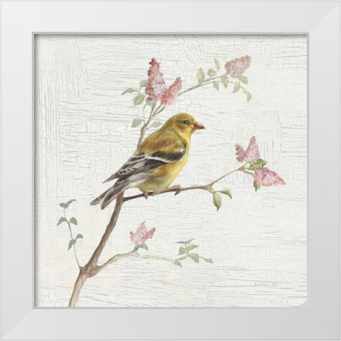 Female Goldfinch Vintage White Modern Wood Framed Art Print by Nai, Danhui