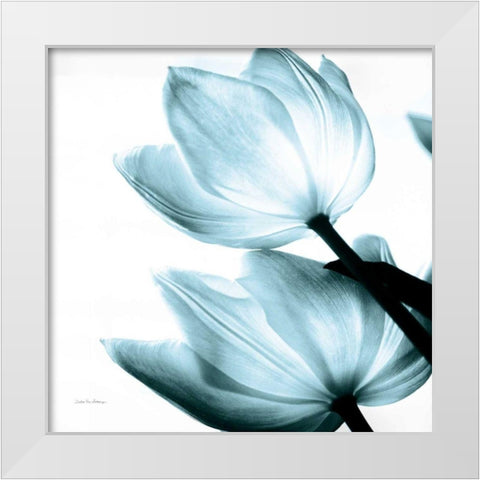 Translucent Tulips II Sq Aqua Crop White Modern Wood Framed Art Print by Van Swearingen, Debra