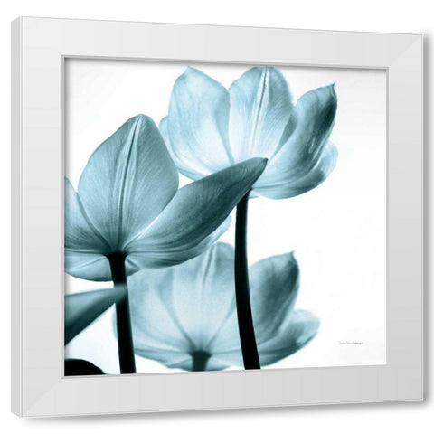 Translucent Tulips III Sq Aqua Crop White Modern Wood Framed Art Print by Van Swearingen, Debra