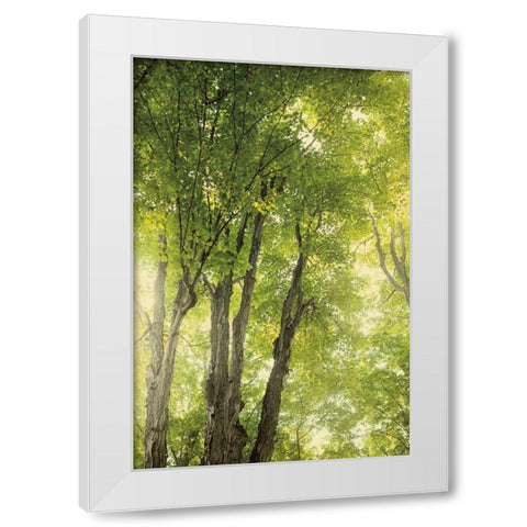Towering Maples I White Modern Wood Framed Art Print by Urquhart, Elizabeth