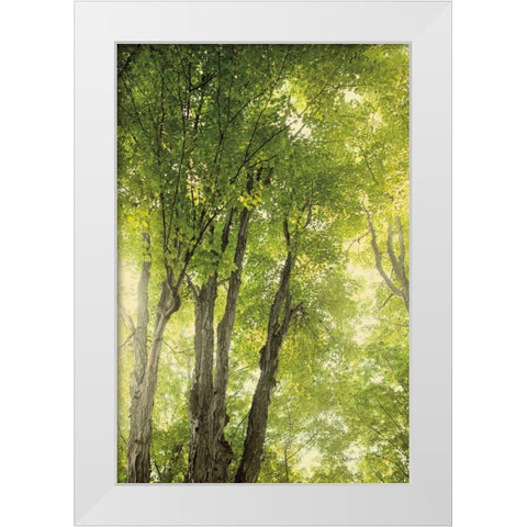 Towering Maples I White Modern Wood Framed Art Print by Urquhart, Elizabeth