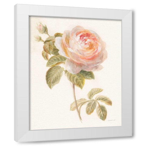 Garden Rose White Modern Wood Framed Art Print by Nai, Danhui