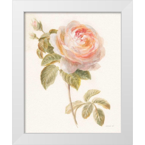 Garden Rose White Modern Wood Framed Art Print by Nai, Danhui