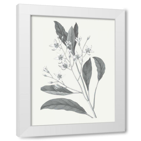 Neutral Botanical V White Modern Wood Framed Art Print by Wild Apple Portfolio