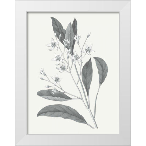 Neutral Botanical V White Modern Wood Framed Art Print by Wild Apple Portfolio