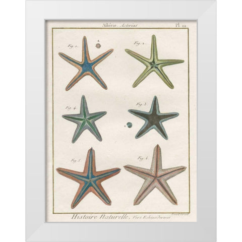 Histoire Naturelle Starfish I White Modern Wood Framed Art Print by Wild Apple Portfolio