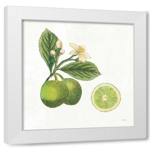 Classic Citrus III White Modern Wood Framed Art Print by Schlabach, Sue