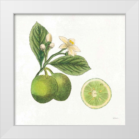 Classic Citrus III White Modern Wood Framed Art Print by Schlabach, Sue