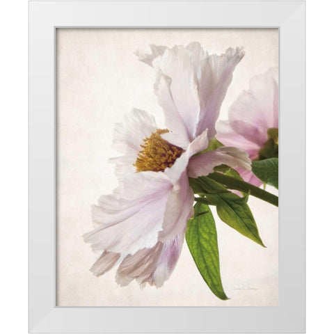 Translucent Peony IV White Modern Wood Framed Art Print by Van Swearingen, Debra