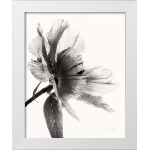 Translucent Peony IIBW White Modern Wood Framed Art Print by Van Swearingen, Debra