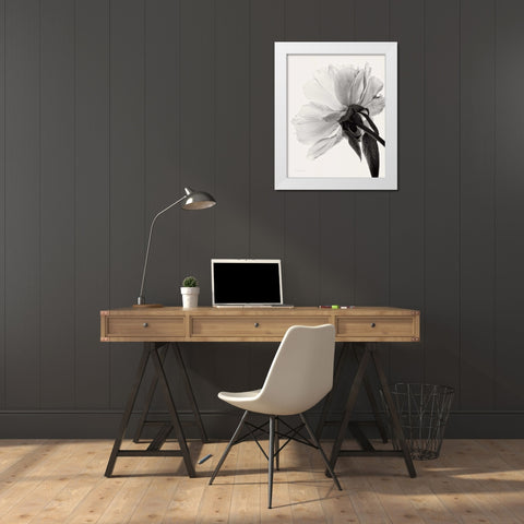 Translucent Peony IIIBW White Modern Wood Framed Art Print by Van Swearingen, Debra