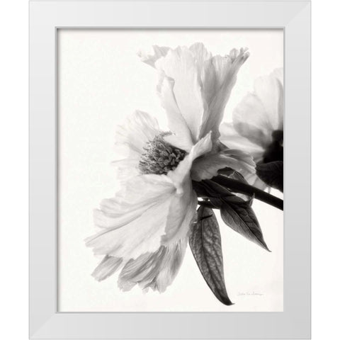Translucent Peony IVBW White Modern Wood Framed Art Print by Van Swearingen, Debra