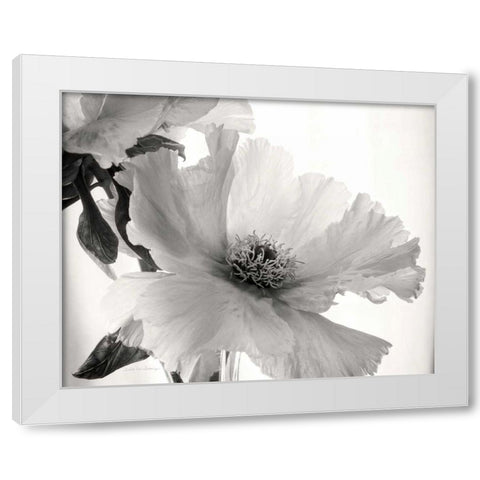 Translucent Peony VIBW White Modern Wood Framed Art Print by Van Swearingen, Debra