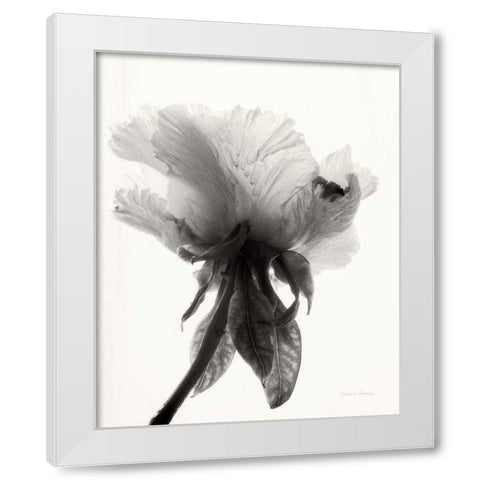 Translucent Peony VIIBW White Modern Wood Framed Art Print by Van Swearingen, Debra