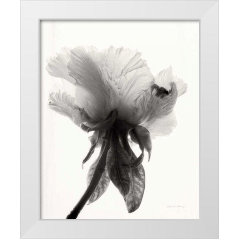 Translucent Peony VIIBW White Modern Wood Framed Art Print by Van Swearingen, Debra