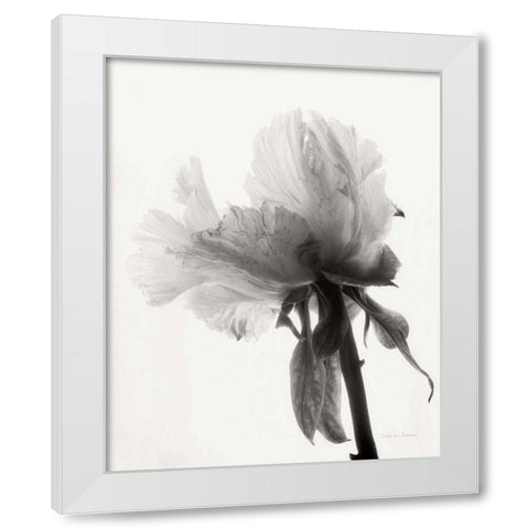 Translucent Peony VIIIBW White Modern Wood Framed Art Print by Van Swearingen, Debra