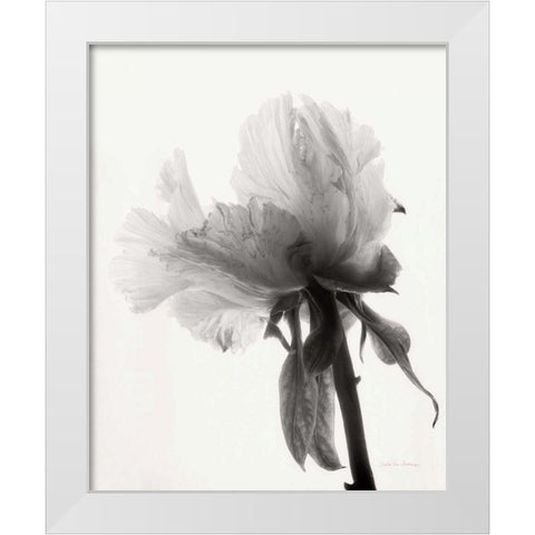 Translucent Peony VIIIBW White Modern Wood Framed Art Print by Van Swearingen, Debra