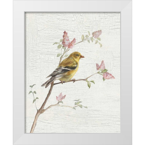 Female Goldfinch Vintage v2 White Modern Wood Framed Art Print by Nai, Danhui