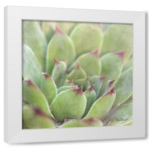 Garden Succulents I Color White Modern Wood Framed Art Print by Marshall, Laura