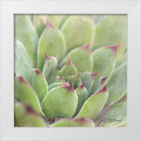Garden Succulents I Color White Modern Wood Framed Art Print by Marshall, Laura