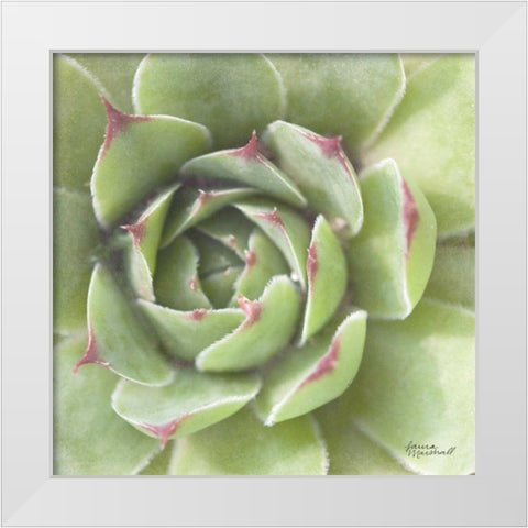 Garden Succulents II Color White Modern Wood Framed Art Print by Marshall, Laura