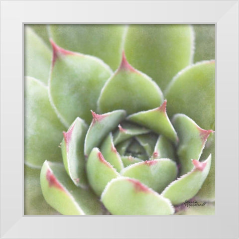 Garden Succulents III Color White Modern Wood Framed Art Print by Marshall, Laura