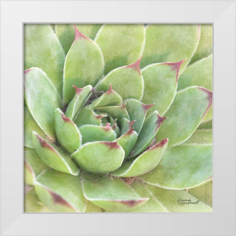 Garden Succulents IV Color White Modern Wood Framed Art Print by Marshall, Laura