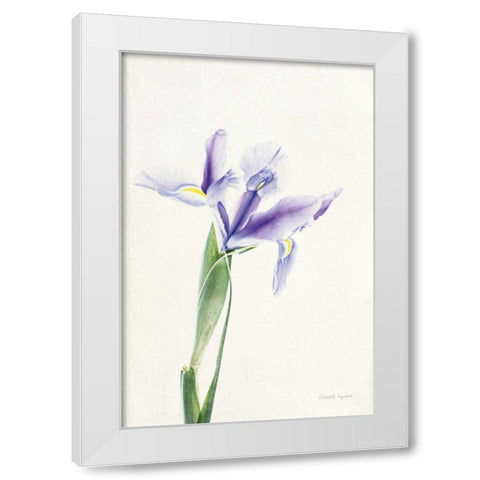 Light and Bright Floral IV White Modern Wood Framed Art Print by Urquhart, Elizabeth