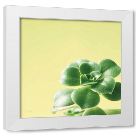Succulent Simplicity VIII White Modern Wood Framed Art Print by Bradley, Felicity