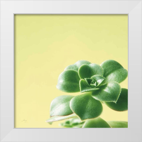 Succulent Simplicity VIII White Modern Wood Framed Art Print by Bradley, Felicity