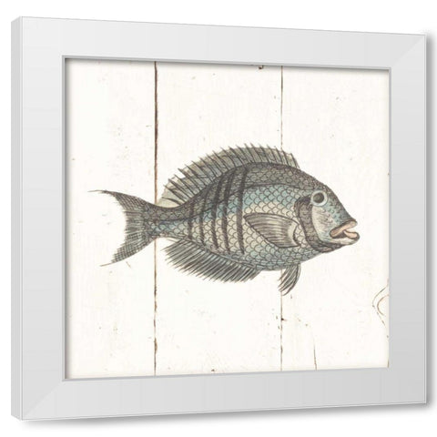 Fish Sketches I Shiplap White Modern Wood Framed Art Print by Wild Apple Portfolio