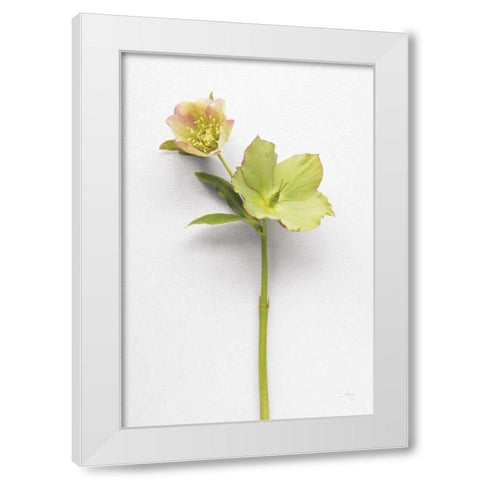 Hellebore Study II White Modern Wood Framed Art Print by Bradley, Felicity