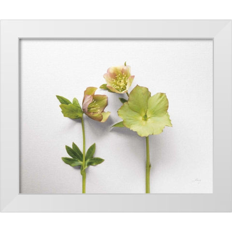 Hellebore Study IV White Modern Wood Framed Art Print by Bradley, Felicity
