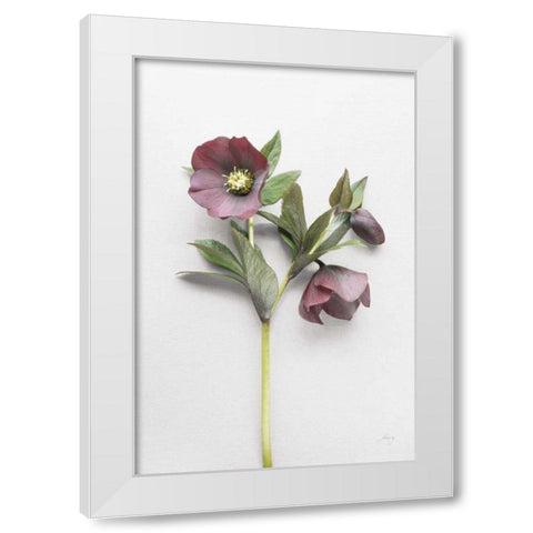 Hellebore Study V White Modern Wood Framed Art Print by Bradley, Felicity