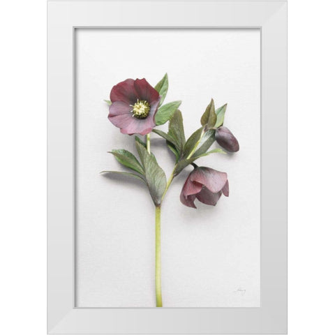 Hellebore Study V White Modern Wood Framed Art Print by Bradley, Felicity