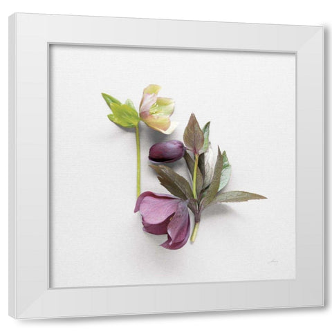 Hellebore Study VII White Modern Wood Framed Art Print by Bradley, Felicity