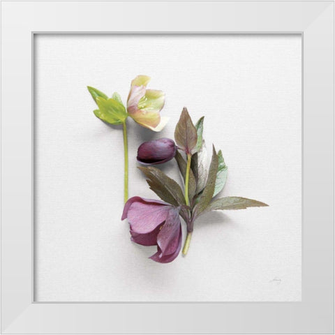 Hellebore Study VII White Modern Wood Framed Art Print by Bradley, Felicity