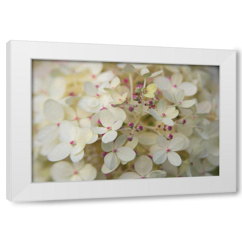 Hydrangea Delight II White Modern Wood Framed Art Print by Bradley, Felicity