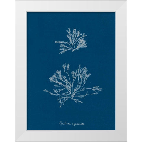 Delicate Coral IV White Modern Wood Framed Art Print by Wild Apple Portfolio