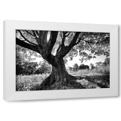 Longwood Tree White Modern Wood Framed Art Print by Aledanda