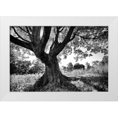 Longwood Tree White Modern Wood Framed Art Print by Aledanda