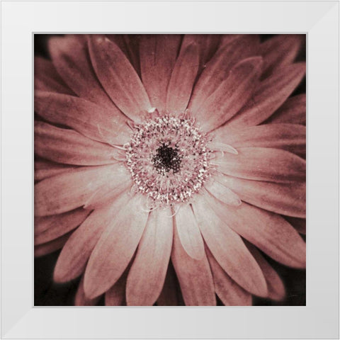Gerbera White Modern Wood Framed Art Print by Aledanda