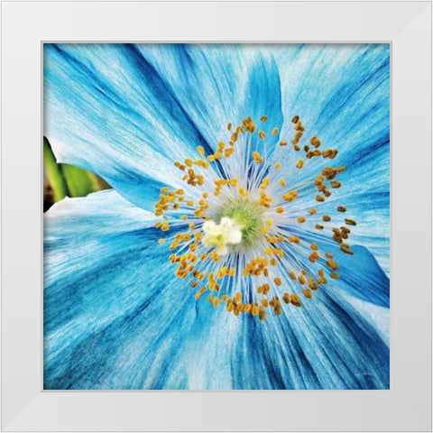 Clematis White Modern Wood Framed Art Print by Aledanda